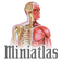 Miniatlas Musculoskeletal System